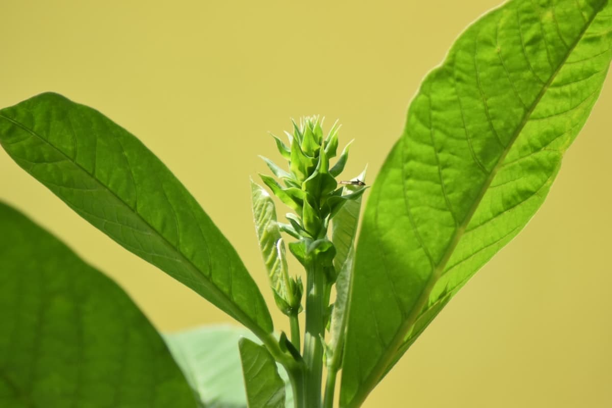 Ashwagandha plant close-up with green leaves